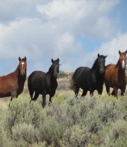 Standing Ovation by Ovation Riding: Let ‘Em Run Foundation