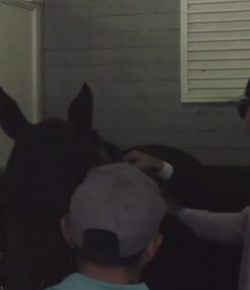 Total Saddle Fit Sunday Video: Gronkowskis