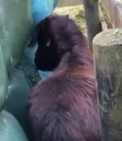 Lighthoof Tuesday Video: ‘Free Range Billy’