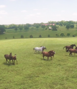 World Equestrian Brands Drone Cam: Jonabell Farm