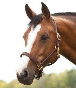 SmartPak Monday Morning Feed: July 4th Sale Alert!