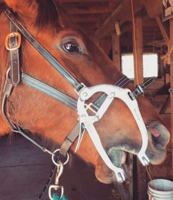 Kentucky Performance Products: Equine Dentistry