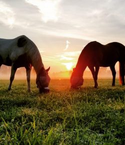 Photo Challenge: 5 Picture-Perfect Horsey Sunrises