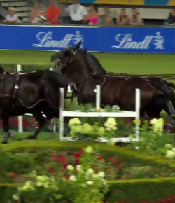 EcoVet Performance of the Week: Jump & Drive