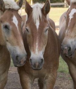 KY Performance Products: Insulin-Resistant Picky Eaters