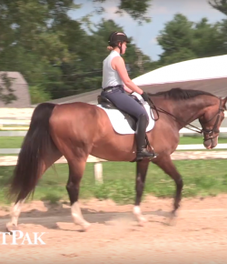 SmartPak Monday Morning Feed: Ask the Vet, August Edition