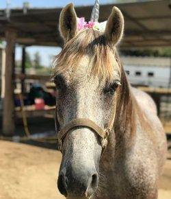 Standing Ovation by Ovation Riding: The Fluffball Foundation Benefits Forgotten Horses Rescue