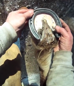 KER Friday Video: From the Farrier’s Perspective