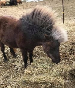 Photo Challenge: 28 Equine Bad Hair Days