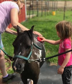 Standing Ovation by Ovation Riding: Saving Grace Miniature Horse Rescue