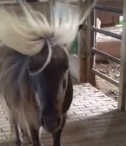 Total Saddle Fit Sunday Video: Stay Cool