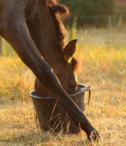 Kentucky Performance Products: Myths & Facts About Protein