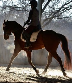 Your Turn: From Rescue to Rehoming: The Story of 5 Rescue Horses