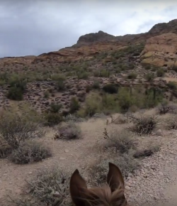 World Equestrian Brands Helmet Cam: Tonto Twist 50-Mile Endurance Ride