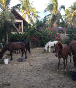 Standing Ovation by Ovation Riding: Horses of Gili Working Hard in Earthquakes’ Aftermath