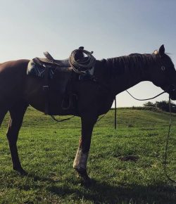 KER Friday Video: ‘Little Red Horse’