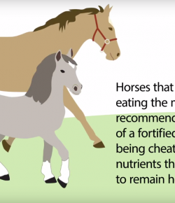 Kentucky Performance Products Video: What Horses Need Extra Vitamins?