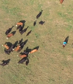 World Equestrian Brands Drone Cam