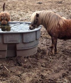 Photo Challenge: 27 Loyal Barn Dogs