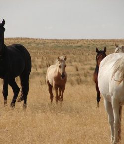 Standing Ovation by Ovation Riding