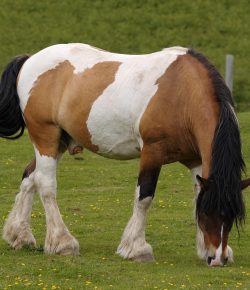 Kentucky Performance Products: Targeted Solutions for Equine Metabolic Syndrome (EMS) and Cushing’s Disease (PPID)