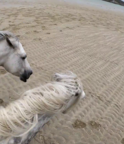 World Equestrian Brands Helmet Cam: Beach Ride