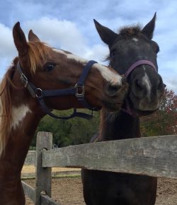 Photo Challenge: Equine Best Friends