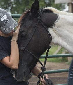 Standing Ovation by Ovation Riding: Horse Plus Humane Society