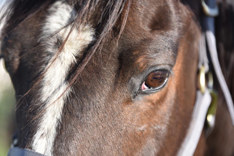 Standing Ovation by Ovation Riding Horse Plus Humane Society HORSE