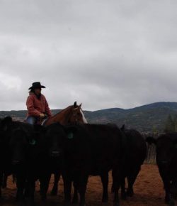 Your Turn: Bullied By the Bull