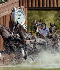 EcoVet Performance of the Week: Boyd Exell Wins Individual Combined Driving Gold at WEG