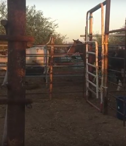 Reader Video: Sriracha & Screamer, BFFs