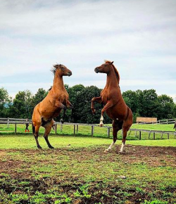 Photo Challenge: 3 Horses Enjoying Fall