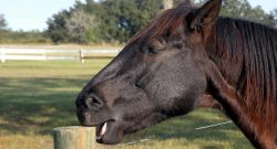 #TBT: 10 Reasons We Don’t Want to ‘Come Back’ As Horses
