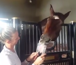 Lighthoof Tuesday Video: When You’re World #1