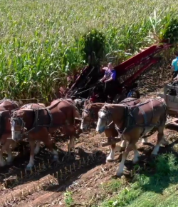 World Equestrian Brands Drone Cam: Harvest