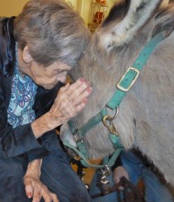 Standing Ovation by Ovation Riding: STAR