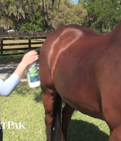 SmartPak Monday Feed: Ask the Vet, October Edition