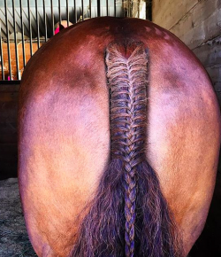 Photo Challenge: 4 Perfectly-Braided Tails