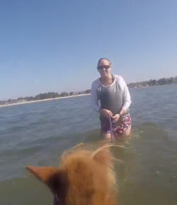 World Equestrian Brands Helmet Cam: Kricket