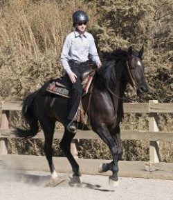 Kentucky Performance Products: Can a Horse Have Too Many Amino Acids?