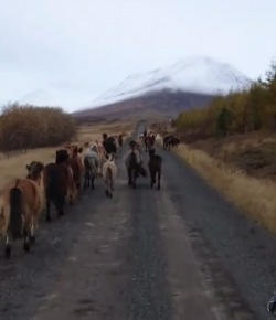 Total Saddle Fit Sunday Video: Icelandic Roundup