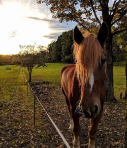 Photo Challenge: 10 Beautiful Horsey Autumn Scenes