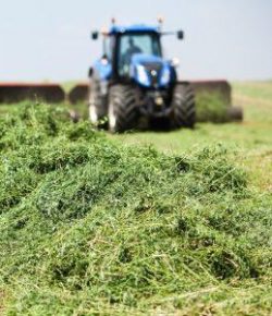 Kentucky Performance Products: Does Alfalfa Make Horses Hot?