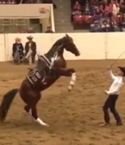 Total Saddle Fit Sunday Video: Congress Freestyle