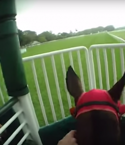 World Equestrian Brands Helmet Cam: Redzel