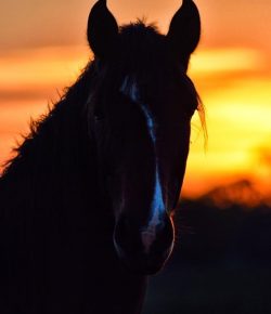 Halloween Short Story: The Omen Horse