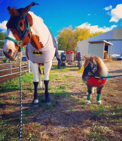 Photo Challenge: 2018 Halloween Costume Parade