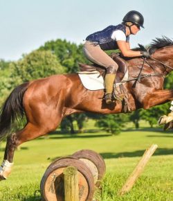 Where Are They Now? 5 Breeders’ Cup Graduates, Presented by Draper Therapies