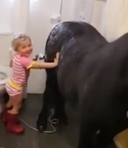 Lighthoof Video: Bath Time